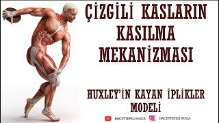 220 DESTEK VE HAREKET SİSTEMİ9 KAYAN İPLİKLER MODELİ 11 SINIF  AYT Hacettepeli Hoca Biyoloji [upl. by Denzil79]