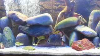 The Brackish Fish Tank Experiment  MrFishPitwmv [upl. by Dawes]