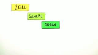 Zelle Gewebe Organe  Biologie  Zoologie [upl. by Darda]