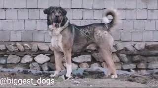 The Most Powerful Dog in the WorldKurdish Dog Pejdar PshdarWOW [upl. by Fuller292]