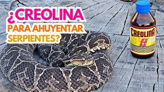 ¿La creolina es efectiva para repeler serpientes 🐍💧 [upl. by Fang]