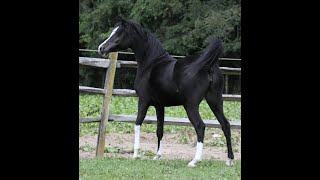 Black Arabian Mare HuLil Zipperan at Hughes Arabians [upl. by Anyad440]