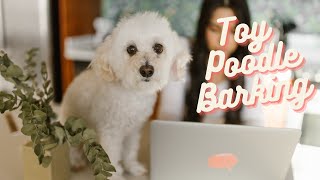 Toy Poodle Barking 60s dog barking sound to make your dog bark [upl. by Rida293]