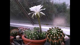 Echinopsis subdenudata Cactus Plant in beautiful Flower [upl. by Jinny]