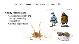 Introduction to Entomology [upl. by Lebasy158]