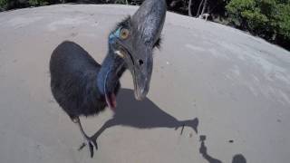 Wild Cassowary Chases Girl on the Beach [upl. by Neumeyer835]