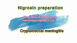 Cryptococcal meningitis observation of Cryptococcus neoformans capsule in nigrosin preparation [upl. by Nate]