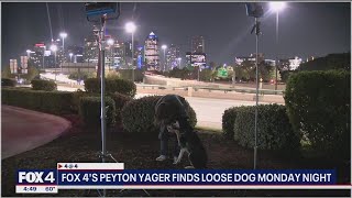 Loose dog walks up to FOX 4 reporter after owner abandoned him [upl. by Shih]