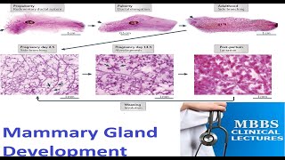 Mammary Gland Development [upl. by Elfreda]