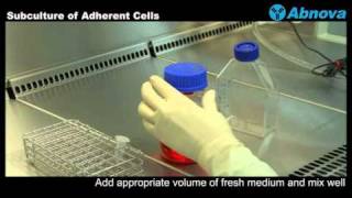 Subculture of Adherent Cells [upl. by Corydon]