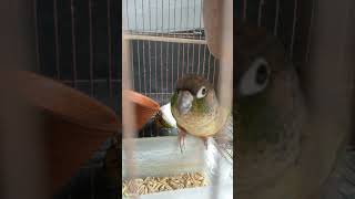 YellowSided Green Cheek Conure LOVE BIRD [upl. by Camey]