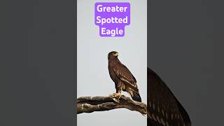 Greater spotted eagle raptors eagles wildlife [upl. by Silda]