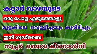 ജൈവ കീടനാശിനി ഈസിയായി വീട്ടിൽ തന്നെ ഉണ്ടാക്കാം  Homemade Pesticides Krishi Master [upl. by Keryt840]