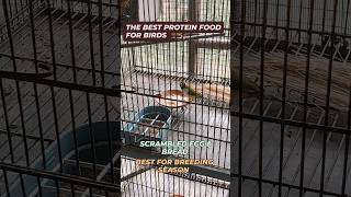 Best Protein food for birds egg bread season 2025lovebirds budgies finches [upl. by Niloc45]