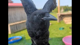 Baby Crow Hanging Out With The Pet Turkeys And Geese [upl. by Hayidah136]