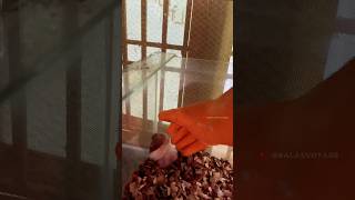 Hamster cage change  hamster tamil tips  balasvoyage [upl. by Woodberry]