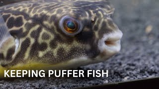 Best 5 Tips For Keeping Puffer Fish [upl. by Htepsle]