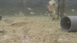 Group of sticklebacks foraging in outdoor mesocosm [upl. by Ardien]