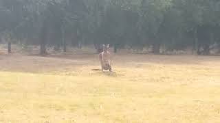 Western Grey Kangaroo Macropus fuliginosus Foraging 2 [upl. by Vorfeld553]