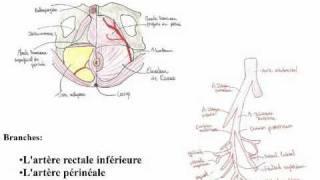 Le périnée [upl. by Questa310]