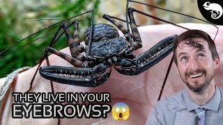 Arachnids  Everything You Want to Know and a Few Things You Dont [upl. by Eical]