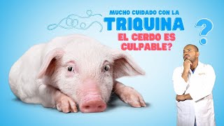 Cuidado con la Triquina o Taenia Solium aquí todo lo que necesita sobre dicho parásito [upl. by Trent179]