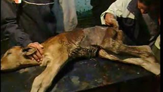 Left flank cecostomy in calf for treatment of atresia ani et recti 🐄 🐂 فقدان مادرزادی مقعد در گوساله [upl. by Rukna343]