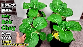 How to Grow Baby Bok Choy from Seed to Harvest in Containers [upl. by Bashuk]