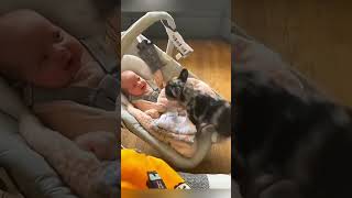 cat dog dogs cut cute love lovecats lovedogs funny virla viralvideo foryou foryoupage [upl. by Assilem]