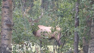 Alberta Elk calling in September [upl. by Laurentium]