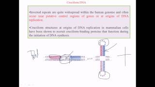 Cruciform DNA [upl. by Aitnis]