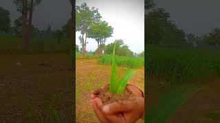 plant grow🌿🤔pindwale nature youtube pindlife countryhouse [upl. by Sacksen]