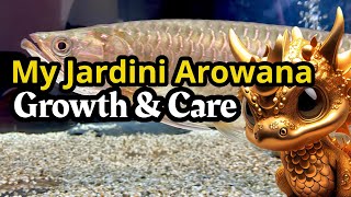 ALL ABOUT🐲JARDINI AROWANA [upl. by Farrish]