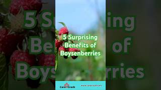 5 Surprising Benefits of Boysenberries You Need to Know [upl. by Lammaj]