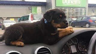 Best Of Cute Rottweiler Puppies Compilation  Funny Dogs 2018 [upl. by Alburga]