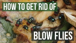 How to Get Rid of Blow Flies 4 Easy Steps [upl. by Nnaecarg557]