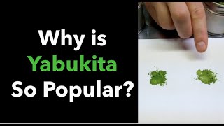 Why is Yabukita the Most Popular Green Tea Cultivar in Japan [upl. by Fujio709]