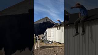 This Guy Has The Biggest Cow In The World [upl. by Raina252]