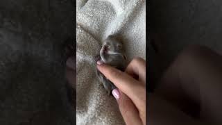 🥺 baby bunny adorable cute animals [upl. by Cul]