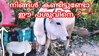 Punganur Cow Malayalam പുങ്കന്നൂര് പശു  cow farming in Kerala  cow care  Different cows [upl. by Seltzer]