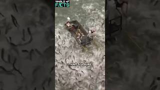 Electrofishing the method of fishing 🎣 amazingfacts shortsvideo shortfeed fishing [upl. by Torrell549]