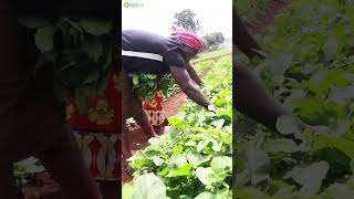 HARVESTING VIDEO harvest harvesting smartirrigation agriculture tomatofarming [upl. by Rann757]