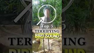 Top 5 Terrifying Bird Sound😳 shorts viral [upl. by Aimal]