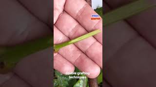 DOUBLE GRAFTING TECHNIQUES [upl. by Llehsad]