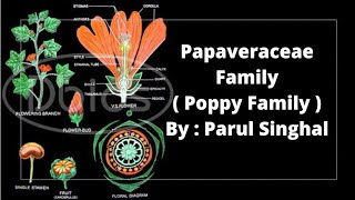 Papaveraceae Family  Poppy Family  Uptgtbiology By  Parul Singhal [upl. by Sherborne]