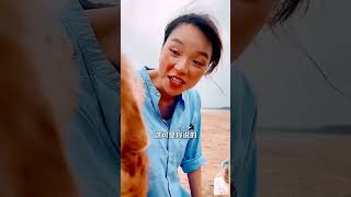 Foodstuff consonant victuals bellytimber comestibles Togo Gaya picnic funny pets shortvideo [upl. by Gabbi]