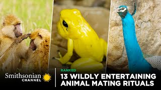 13 Wildly Entertaining Animal Mating Rituals 😍 Smithsonian Channel [upl. by Azaria]