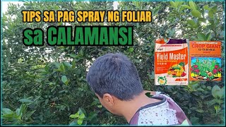 Tips sa pag gamit ng syntetic foliar fertilizer sa CALAMANSI [upl. by Champagne90]