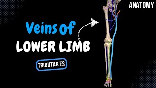 Veins of the Lower Limb Division Tributaries  Anatomy [upl. by Amelie728]