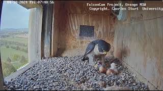 FalconCam 2024 10 04 Nestlings first feed [upl. by Animehliw529]